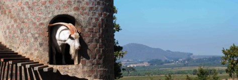 goat-in-the-high-castle